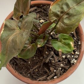 Photo of the plant species Dwarf Voodoo Lily by @GraciousPlanera named Dolores on Greg, the plant care app