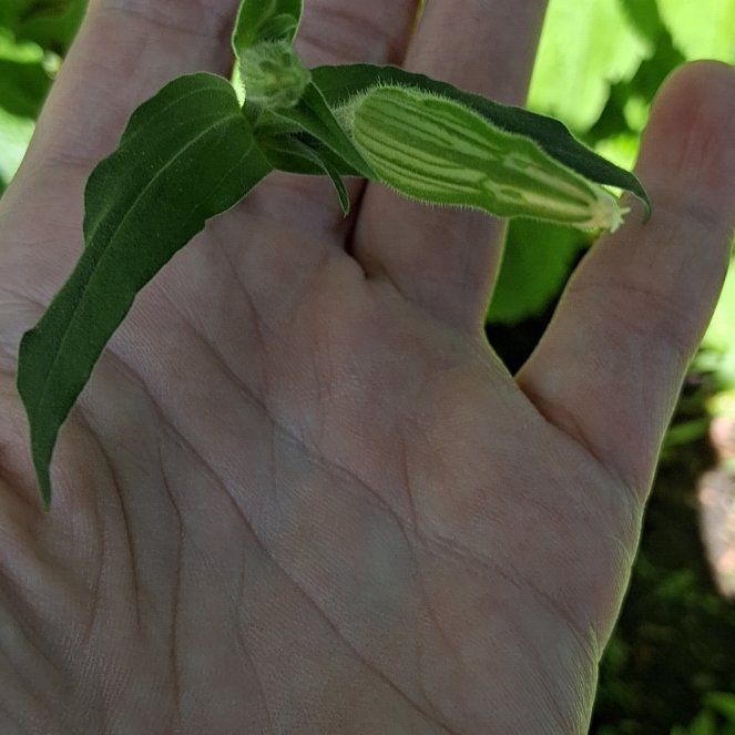 Photo of the plant species Bladder Campion by @SelflessSalal97 named Nithin on Greg, the plant care app
