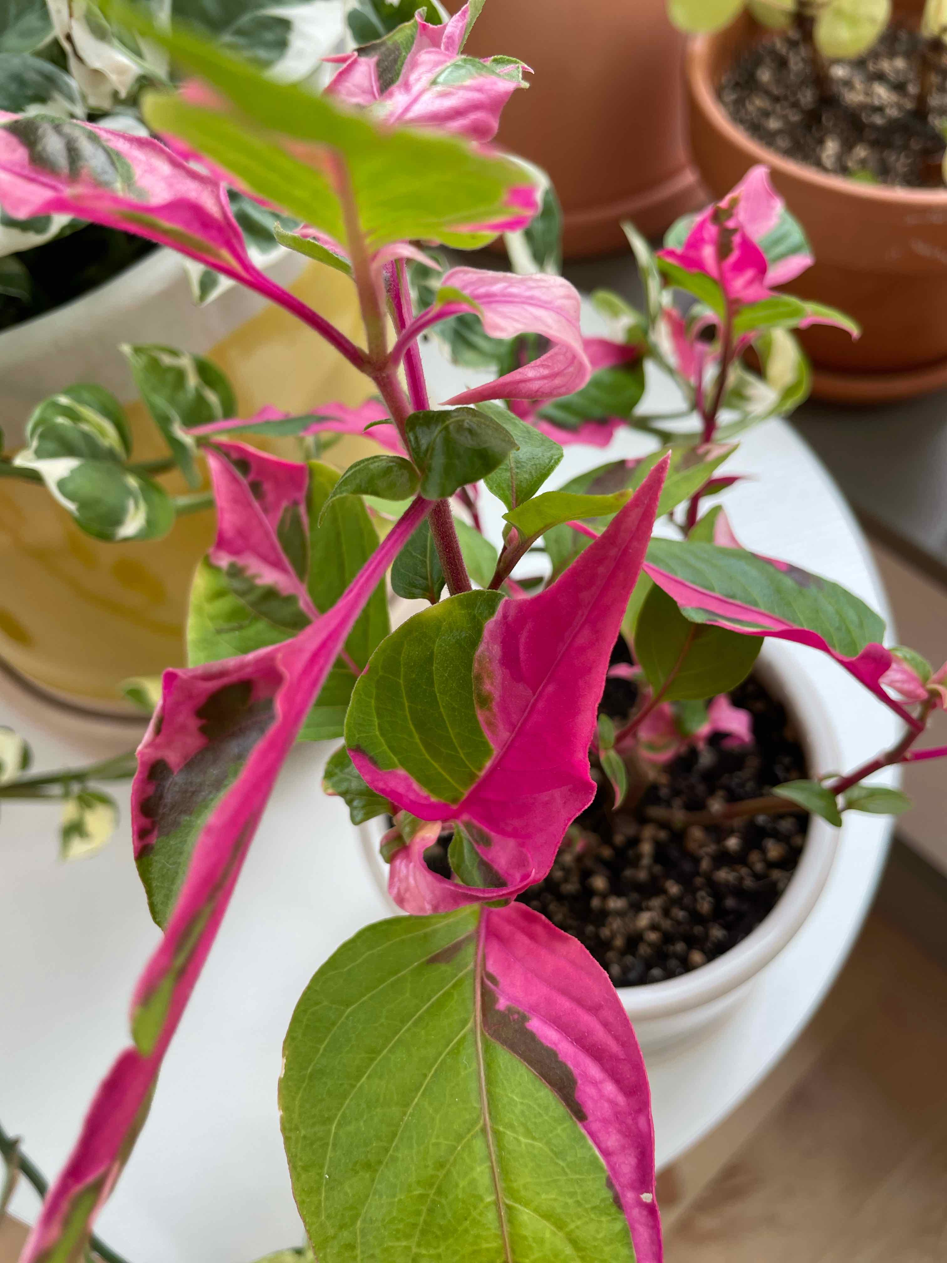 Hairy Joyweed plant with vibrant pink and green leaves in a pot with visible soil.