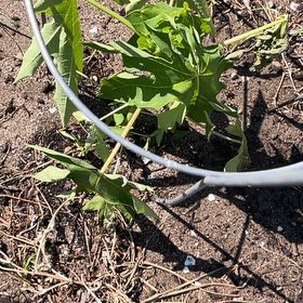 Photo of the plant species Papaya by @BonusRamarama29 named Lola on Greg, the plant care app
