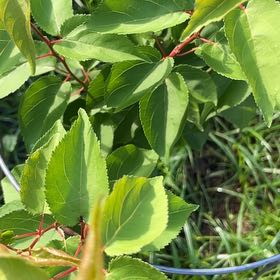 Photo of the plant species Apricot by @BonusRamarama29 named Tolkien on Greg, the plant care app