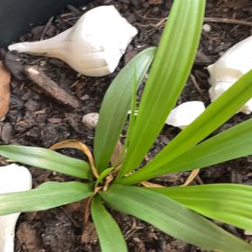 Photo of the plant species Wild Ramp by @BonusRamarama29 named Tree Diddy on Greg, the plant care app