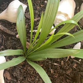 Photo of the plant species Blackberry Lily by @BonusRamarama29 named Maya on Greg, the plant care app
