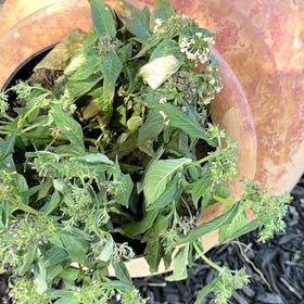 Photo of the plant species Egyptian Starcluster by @TopSandrose41 named Keanu Leaves on Greg, the plant care app