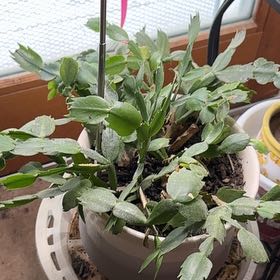 Huckleberry Fern