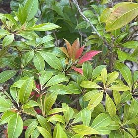 Photo of the plant species Japanese Andromeda by @Greys_n_Gardens named Muhammad Ali on Greg, the plant care app