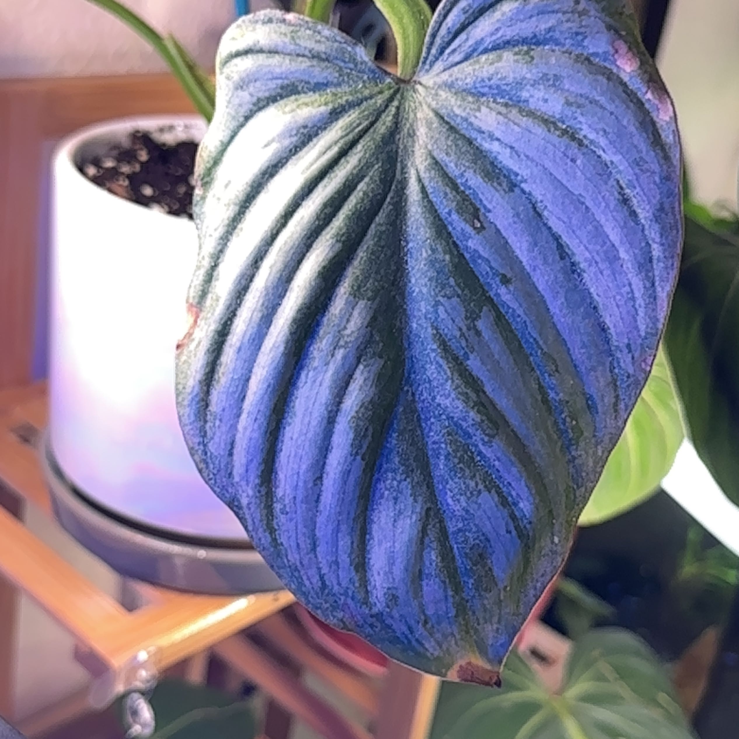 Philodendron mamei leaf with some browning at the edges, potted plant with visible soil.