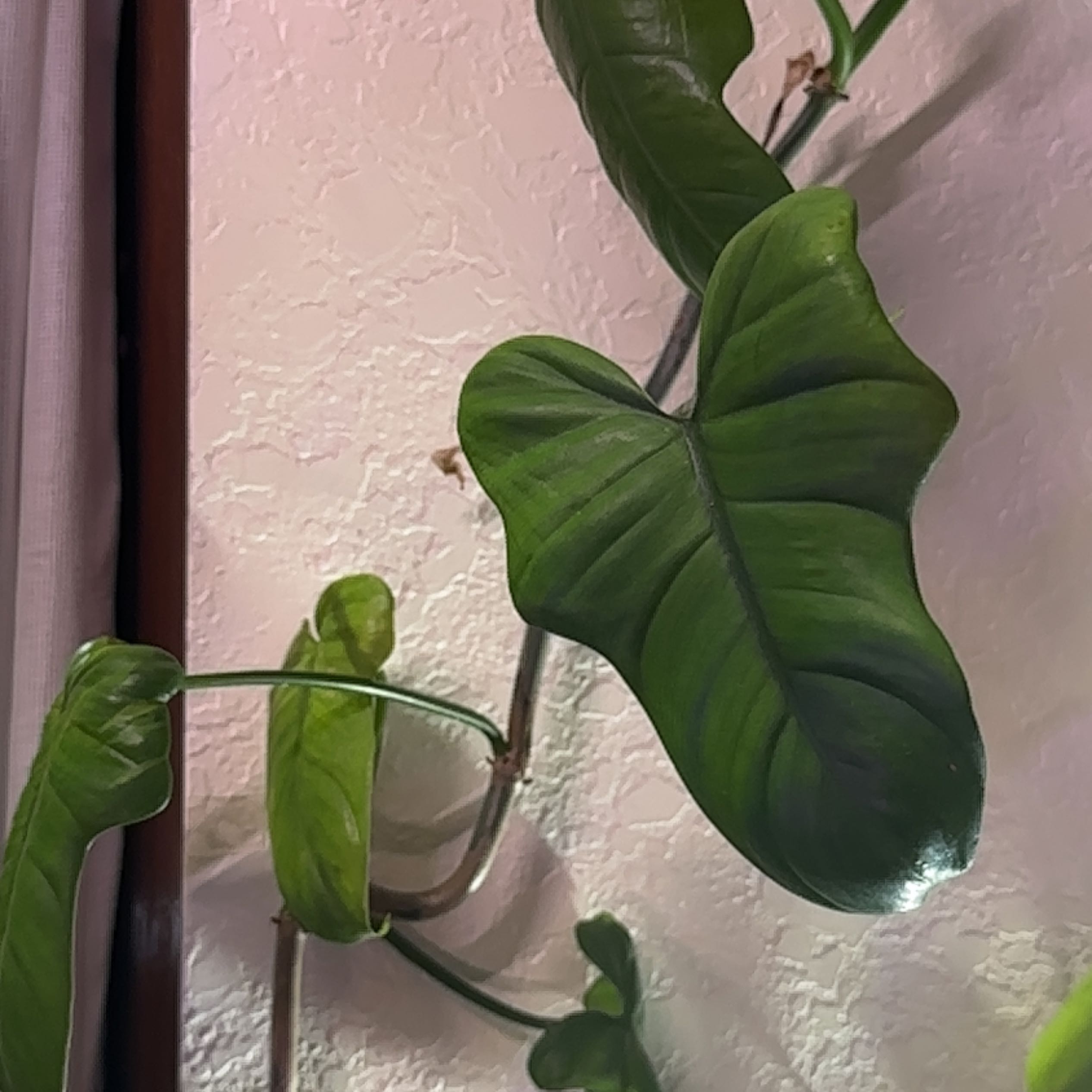 Horsehead Philodendron with large green leaves climbing against a wall.