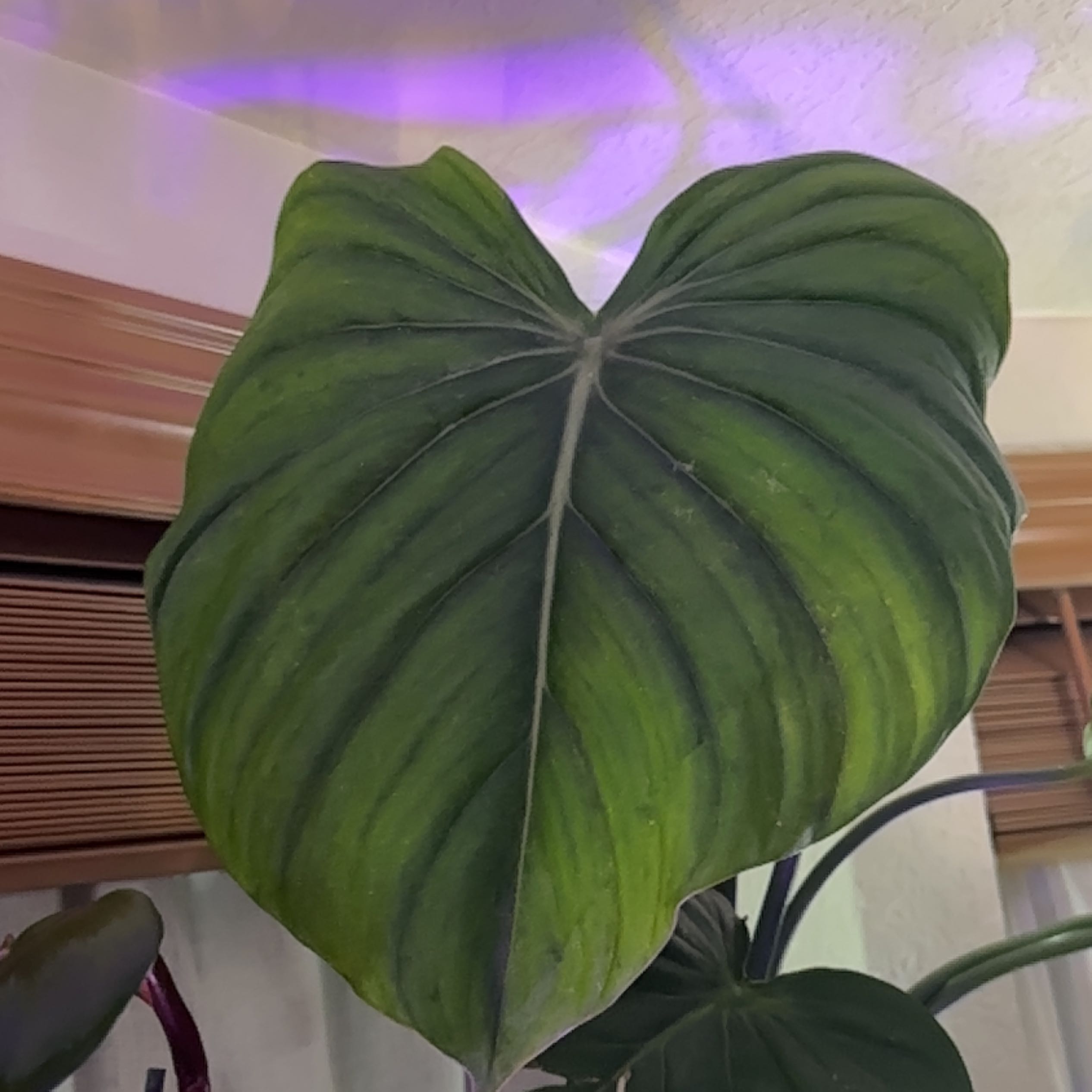 Close-up of a healthy Philodendron 'McDowell' leaf, well-framed and in focus.