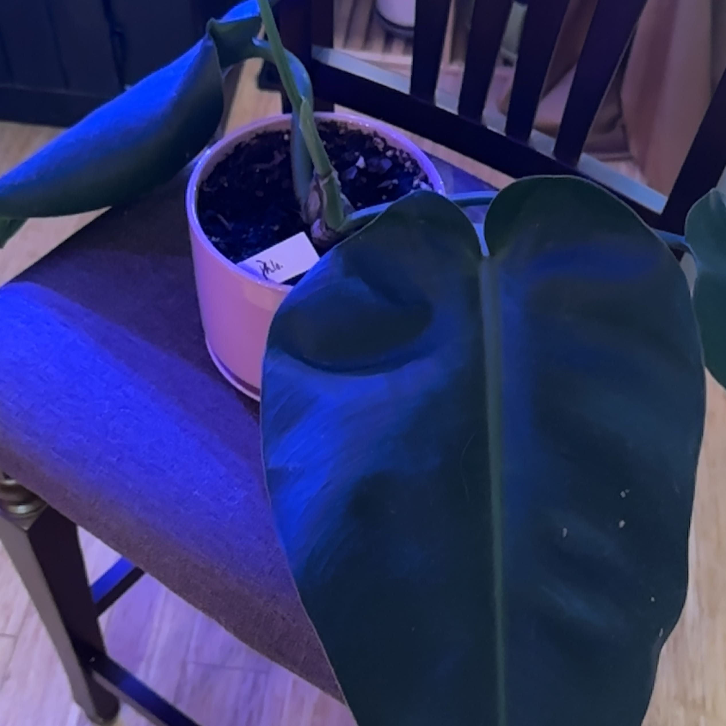 Photo of the plant species Philodendron renauxii by Jodi named Paddle leaf on Greg, the plant care app