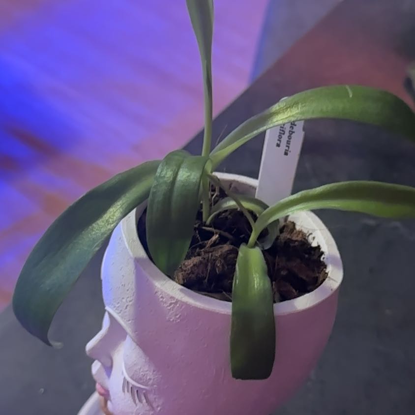 Photo of the plant species Frog plant by Jodi named Mando on Greg, the plant care app
