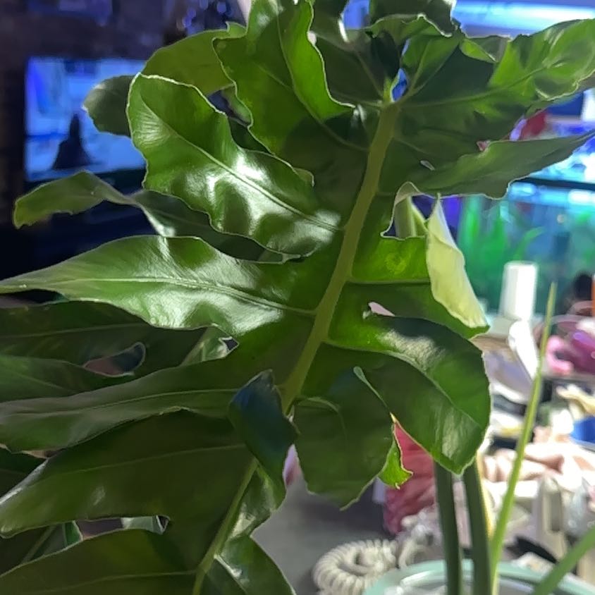 Photo of the plant species Philodendron Bob Cee by Jodi named Bob on Greg, the plant care app