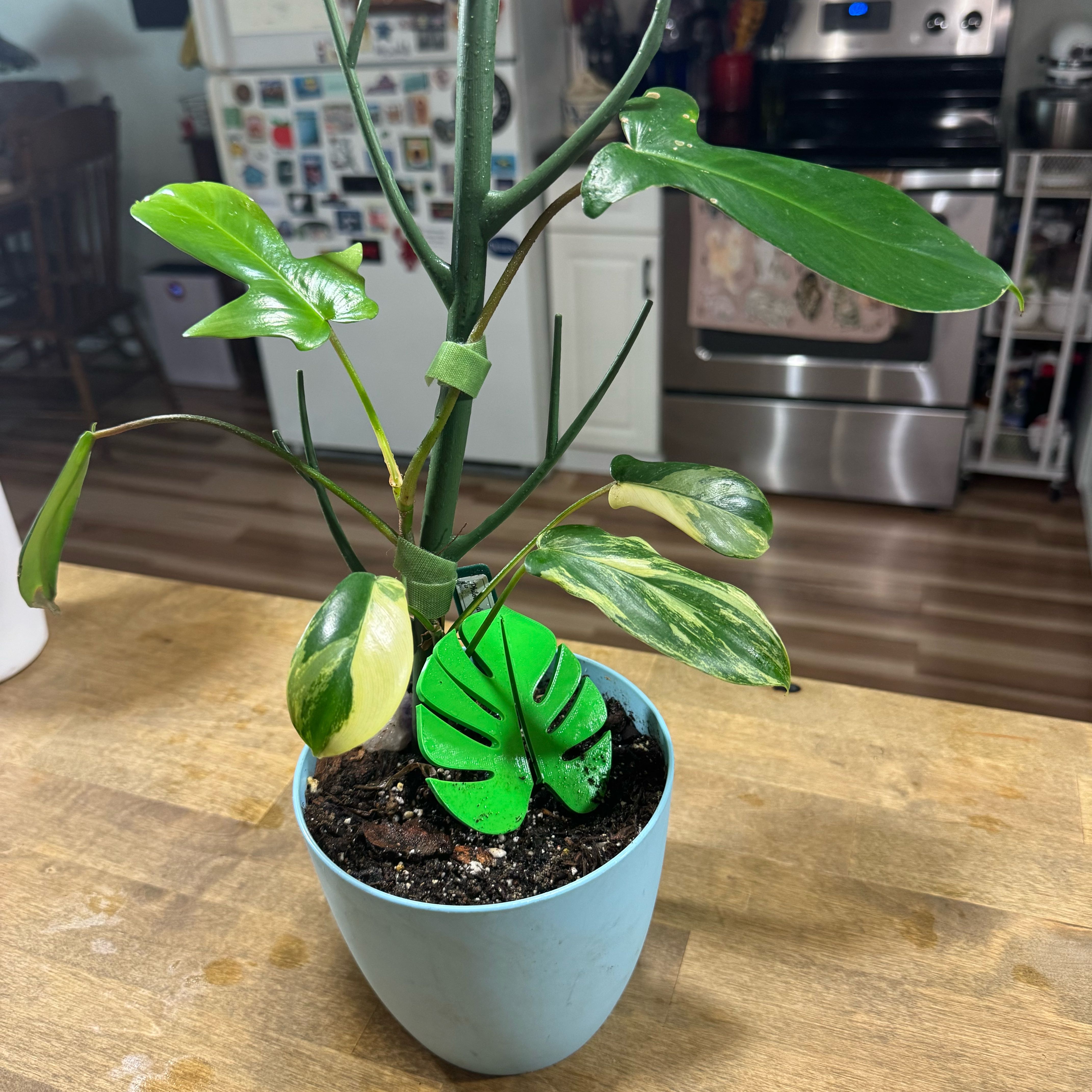 Photo of the plant species Flordia Beauty Variegated by @GardenofEmerald named Hemingway on Greg, the plant care app