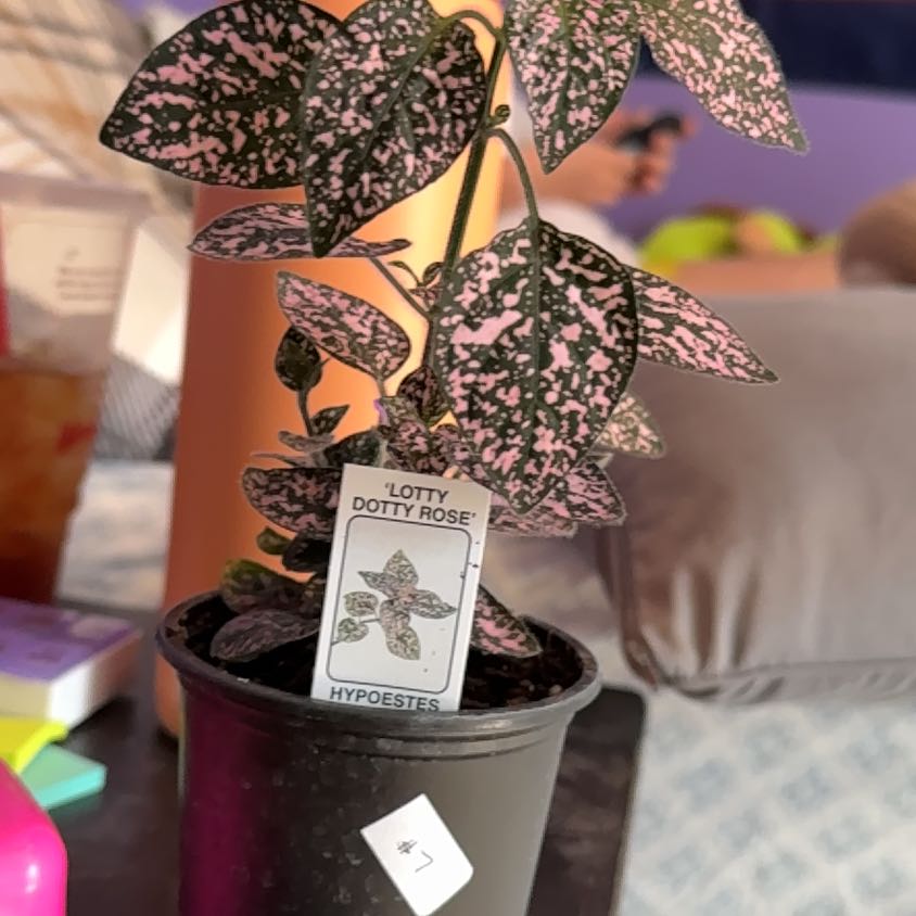 Photo of the plant species Hypoestes 'Lotty Dotty Rose' by @PetBiancini87 named Dottie on Greg, the plant care app