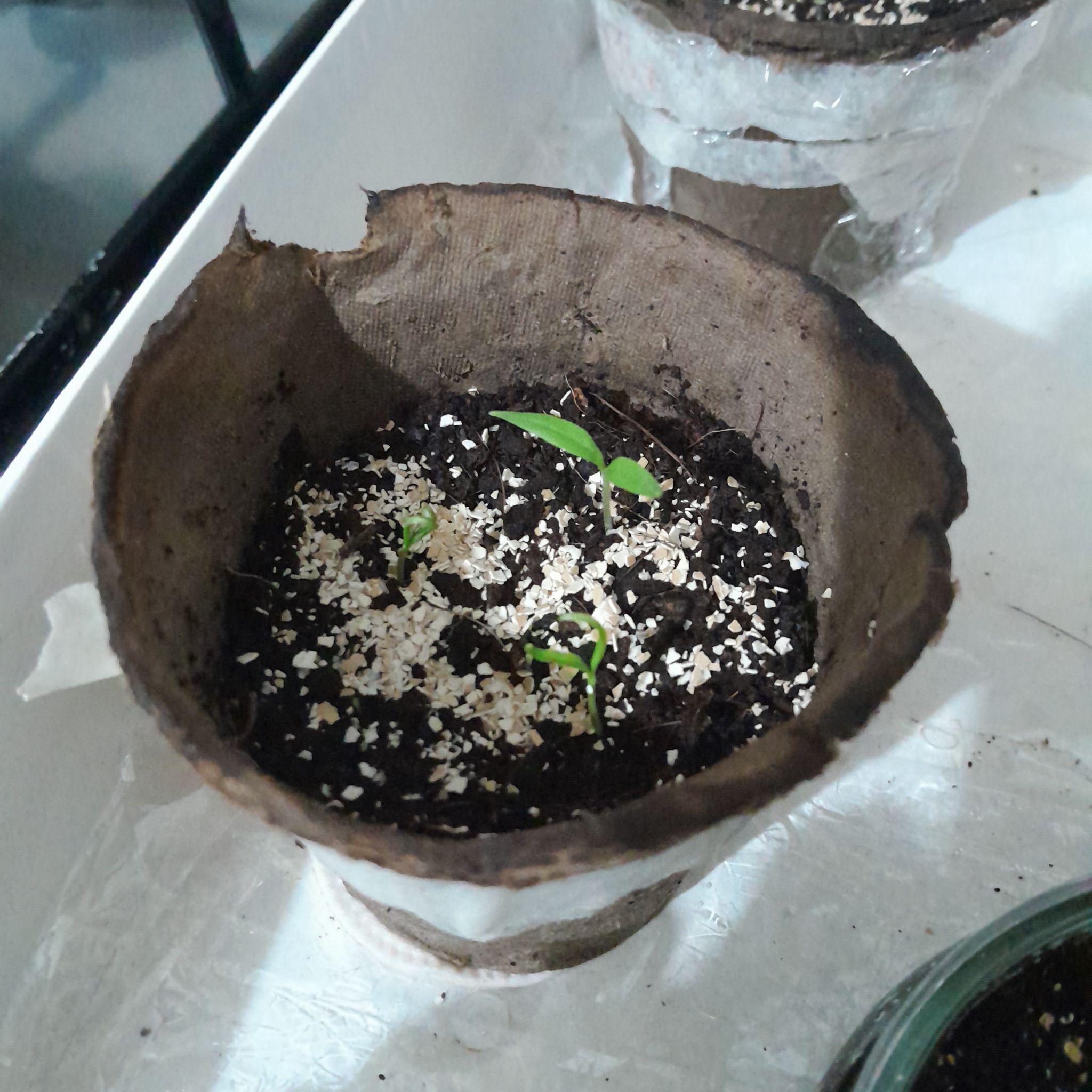 Photo of the plant species Cayenne Pepper by @MaestroPlanty31 named cayenna on Greg, the plant care app