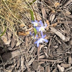 Photo of the plant species Scilla Forbesii by @Tay613 named Mochi on Greg, the plant care app