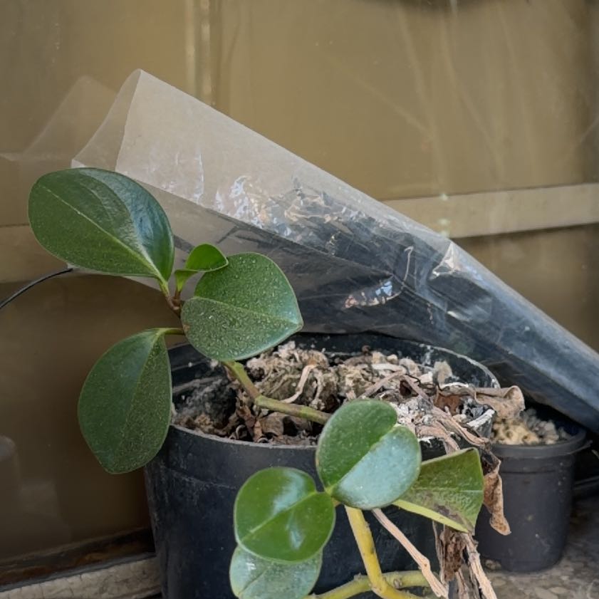 Photo of the plant species Peperomia by @ProWineberry78 named Tupot amaroot on Greg, the plant care app