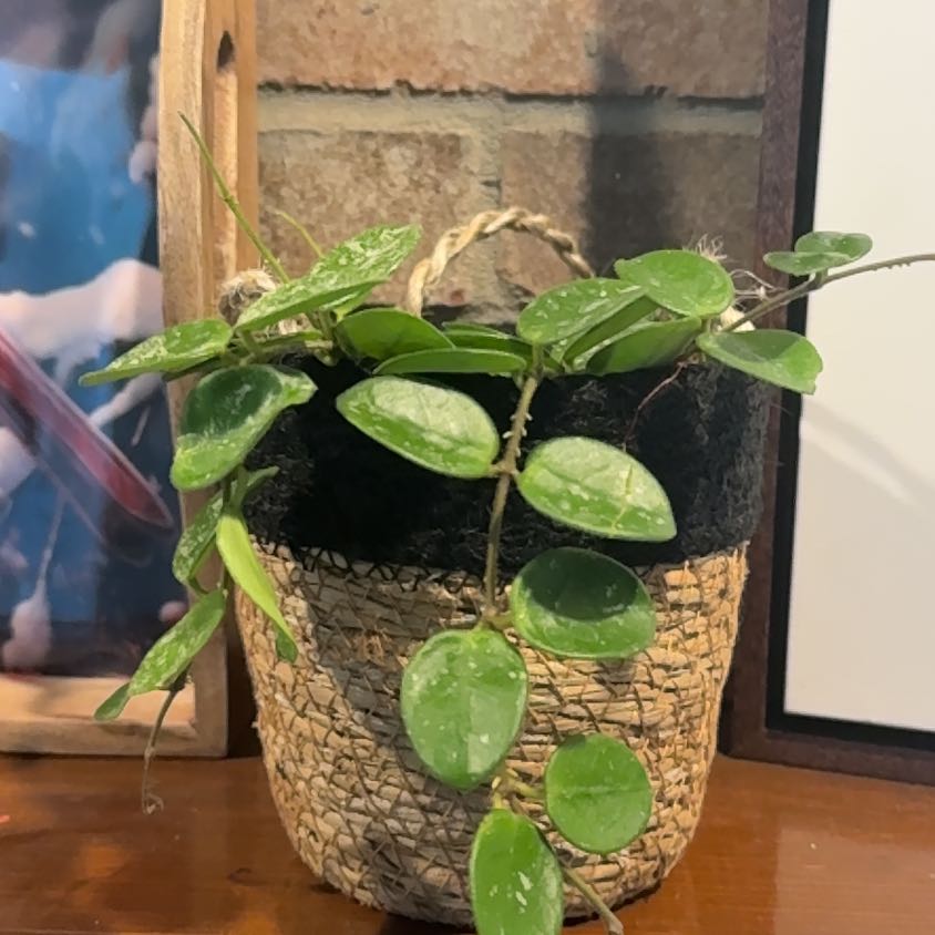 Photo of the plant species Waxplant by @AngelicChives20 named Vine 2 on Greg, the plant care app