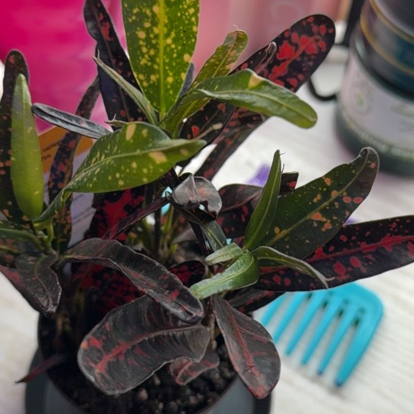 Photo of the plant species Bush on Fire Croton by @ArtisanHoya59 named Fernie Saunders on Greg, the plant care app
