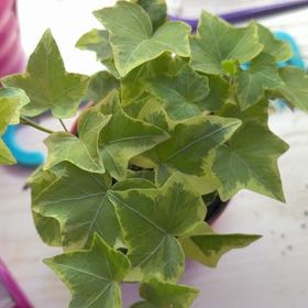 Photo of the plant species Varigated English Ivy by @ArtisanHoya59 named Forrest on Greg, the plant care app
