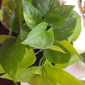 Photo of the plant species Pothos by @ArtisanHoya59 named Bieber on Greg, the plant care app