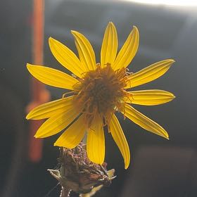 Photo of the plant species Slender Sunflower by @YernOregano77 named Hamilton on Greg, the plant care app