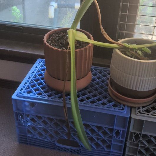 Photo of the plant species Pregnant Onion by @SacredNeem71 named Osmo on Greg, the plant care app