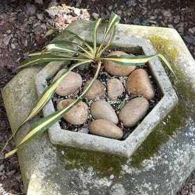 Photo of the plant species Yucca by @BrainyHenbane73 named Oscar on Greg, the plant care app