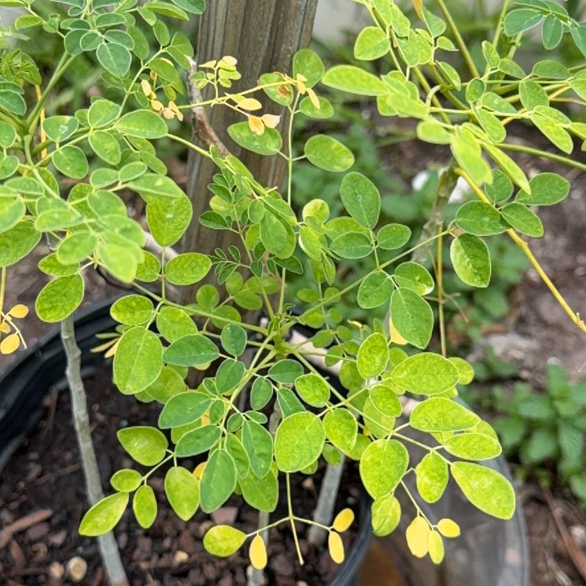 Photo of the plant species Caesalpinia Mexicana by @LuckyKawaka78 named da Vinci on Greg, the plant care app
