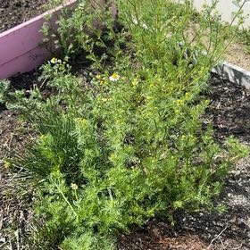 Photo of the plant species Herb Sophia by @OpenlyChives97 named Gomez on Greg, the plant care app