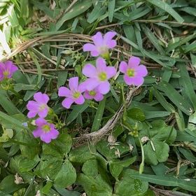 Photo of the plant species Pink Woodsorrel by @BackupMelon36 named Oscar on Greg, the plant care app