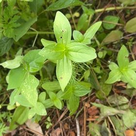 Photo of the plant species Red Chickweed by @BackupMelon36 named Kesha on Greg, the plant care app