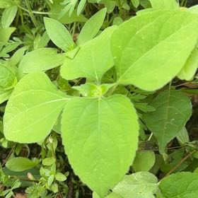 Photo of the plant species Botón De Oro by @BackupMelon36 named Osmo on Greg, the plant care app