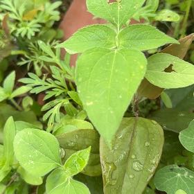 Photo of the plant species Botón De Oro by @BackupMelon36 named Sproutacus on Greg, the plant care app