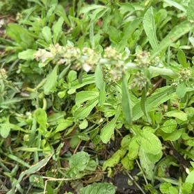 Photo of the plant species Purple Amaranth by @BackupMelon36 named Homer on Greg, the plant care app