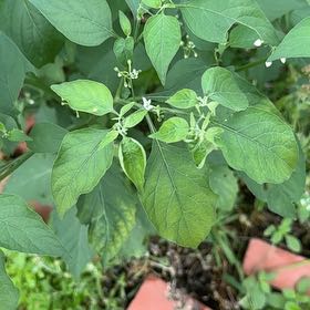 Photo of the plant species American Black Nightshade by @BackupMelon36 named Khaleesi on Greg, the plant care app