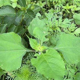 Photo of the plant species Mexican Sunflower by @BackupMelon36 named Bodhi on Greg, the plant care app