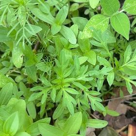 Photo of the plant species Sulphur Cosmos by @BackupMelon36 named Michelle Branch on Greg, the plant care app