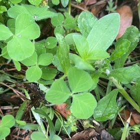 Photo of the plant species Carnation Clover by @BackupMelon36 named Gomez on Greg, the plant care app