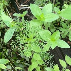Photo of the plant species Garden Cosmos by @BackupMelon36 named Sahara on Greg, the plant care app