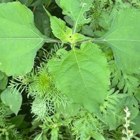 Photo of the plant species Mexican Sunflower by @BackupMelon36 named Clooney on Greg, the plant care app