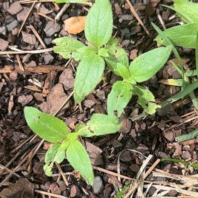 Photo of the plant species Mexican Creeping Zinnia by @BackupMelon36 named Achilles on Greg, the plant care app