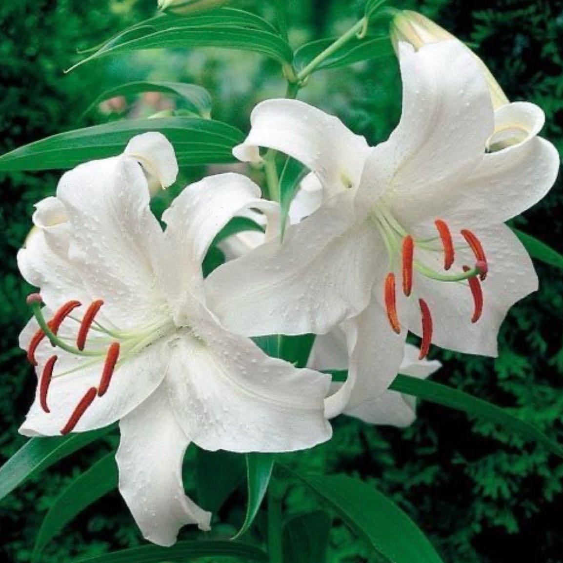 Photo of the plant species Madonna Lily by @JazzyCat21 named Lola on Greg, the plant care app