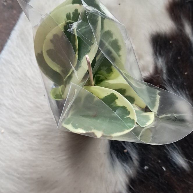 Photo of the plant species Crown Flower by @MotherRedvein33 named Harmony on Greg, the plant care app