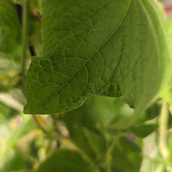 Photo of the plant species Cucumber 'Hana' by @SnazzyShallot42 named Kylie on Greg, the plant care app