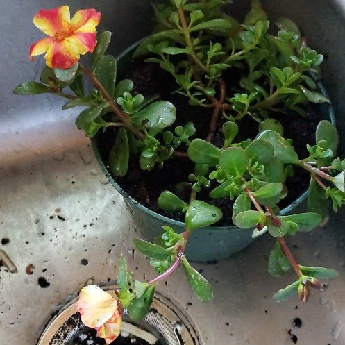 Photo of the plant species Portulaca by @tatltell named James Dean on Greg, the plant care app