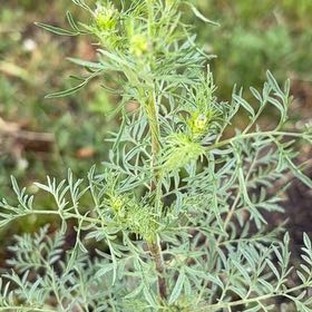 Photo of the plant species Southernwood by @StarryGreyalder named Orlando Bloom on Greg, the plant care app