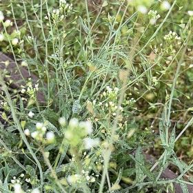 Photo of the plant species Mother's Heart by @StarryGreyalder named Naomi on Greg, the plant care app