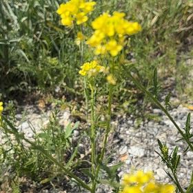 Photo of the plant species Rutabaga by @StarryGreyalder named Kendall on Greg, the plant care app