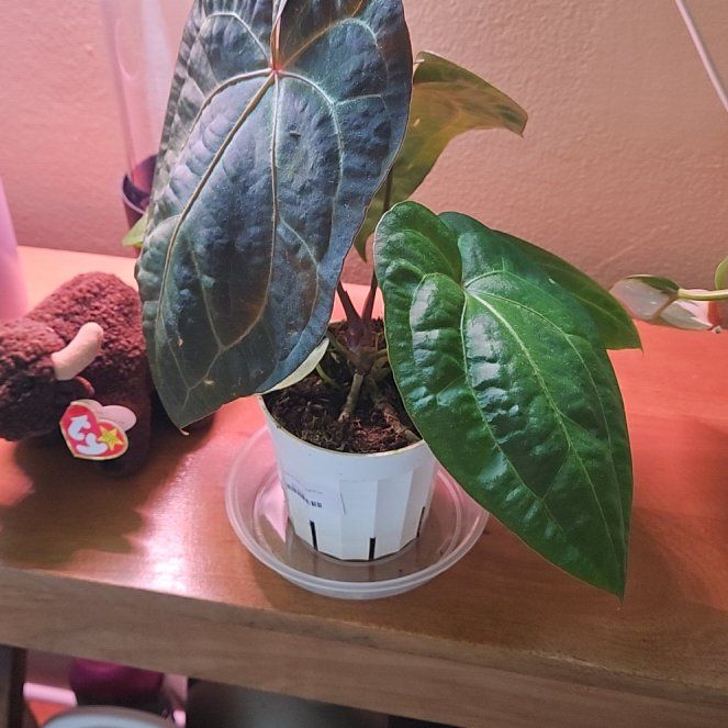 Keep Your Anthurium Dark Phoenix x Magnificum Alive: Light, Water